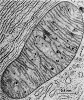 Electron Microscope Images Of Cells