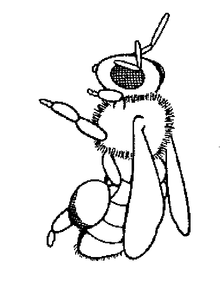 Beehive Drawing Black And White