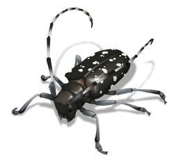 Beetle Identification