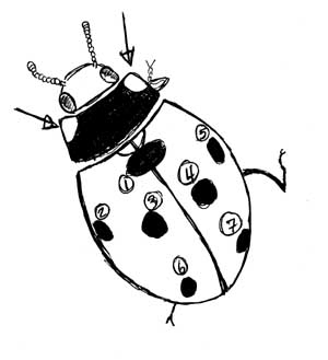 Beetle Insect Drawing