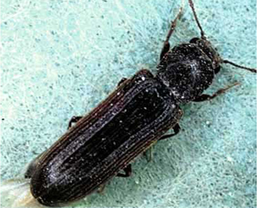 Beetle Insect Identification