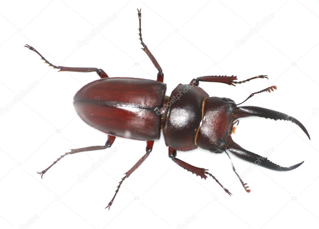 Beetle Insect Images