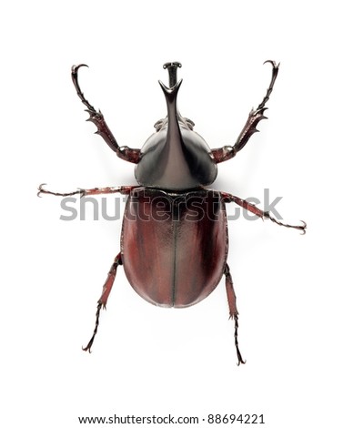 Beetle Insect Information