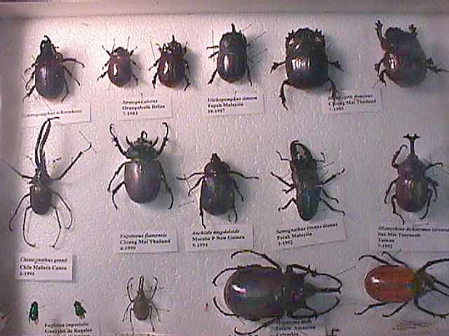 Beetle Insect Types