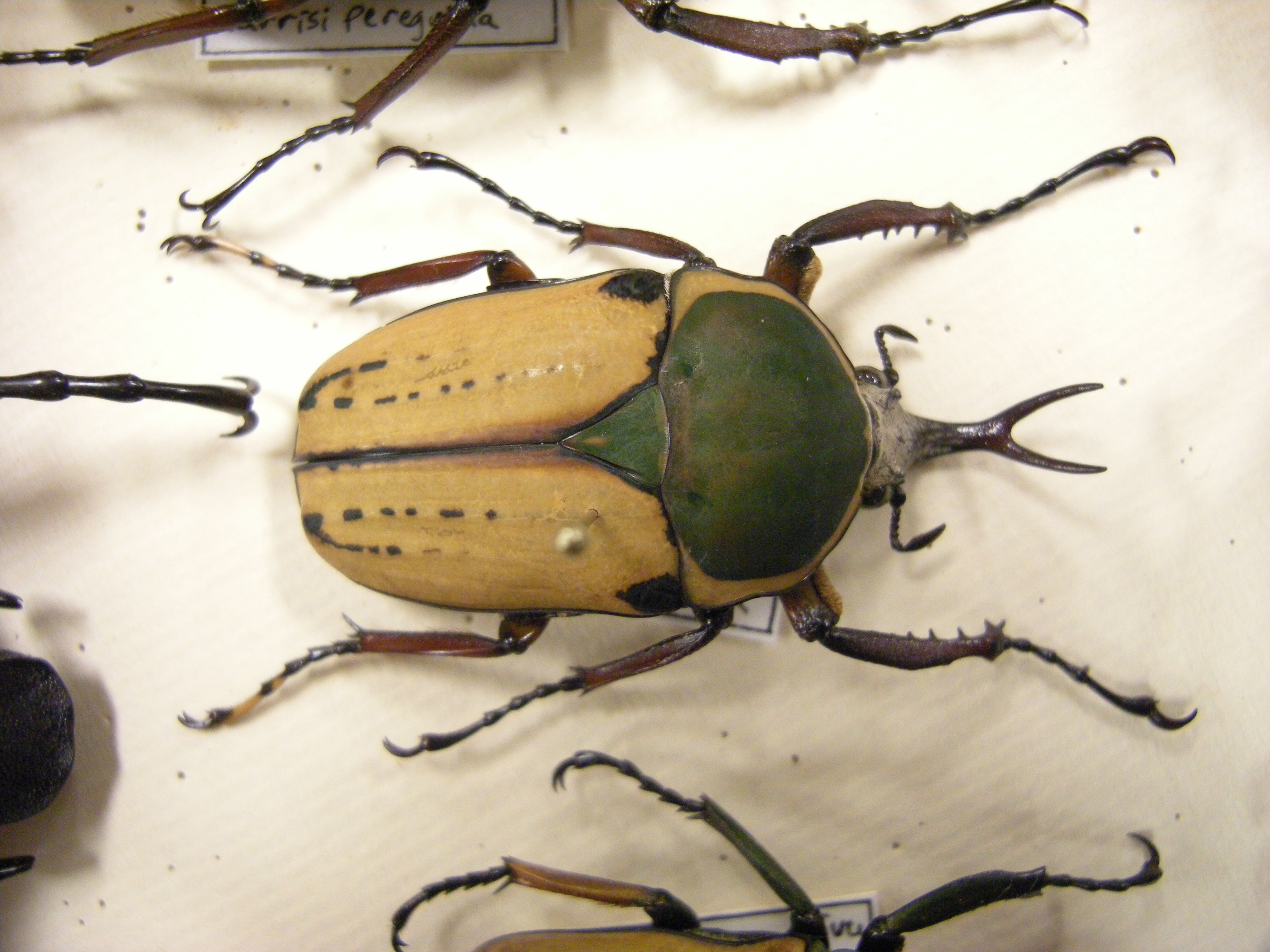 Beetle Insect Types