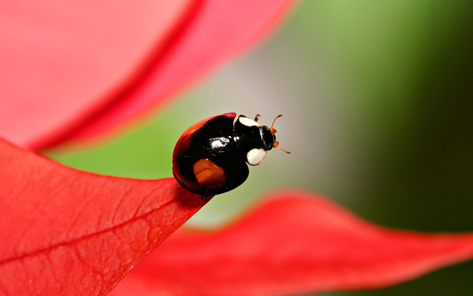Beetle Insect Wallpaper