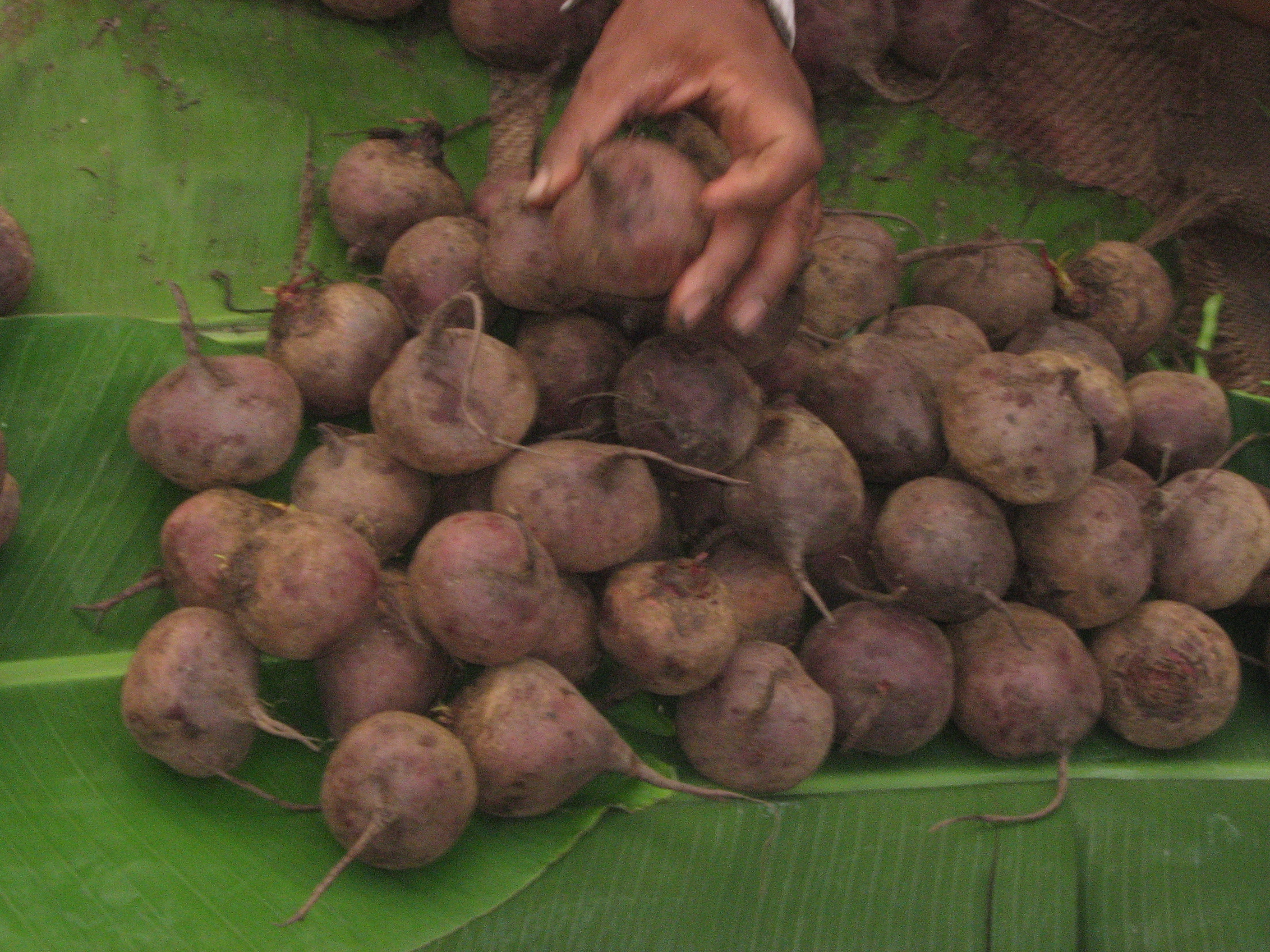 Beets In Tagalog