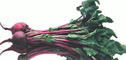 Beets Nutrition Iron