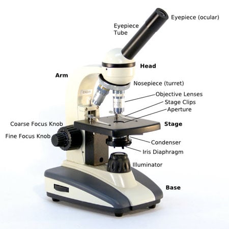 Binocular Microscope Sketch