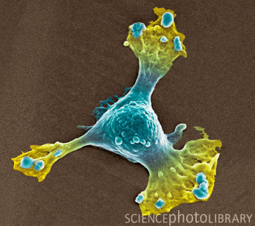 Colour Electron Microscope Images Of Cells