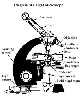 Compound Microscope Parts And Their Functions