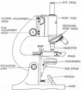Compound Microscope Parts Labeled