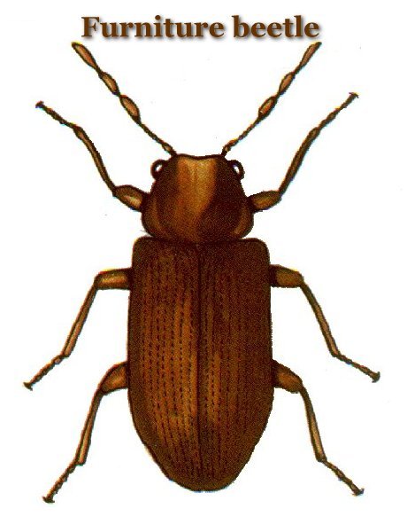 House Beetle Identification Guide