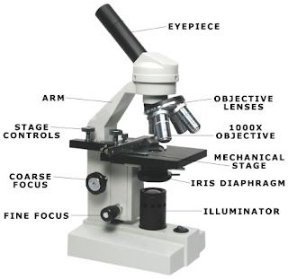 Light Microscope Parts Labeled