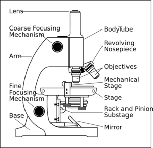Light Microscope Parts Labeled