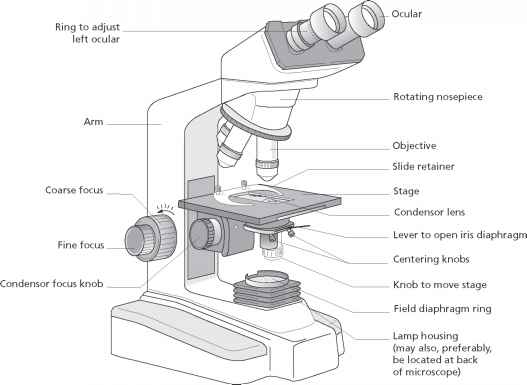 Microscope Drawing Simple