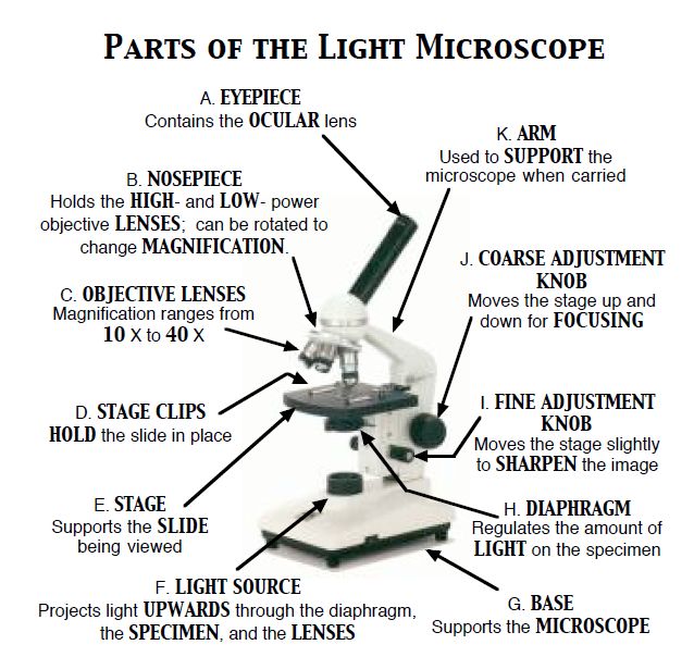 Microscope Parts Cartoon