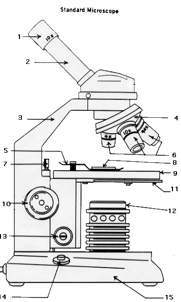 Microscope Parts Worksheet For Kids