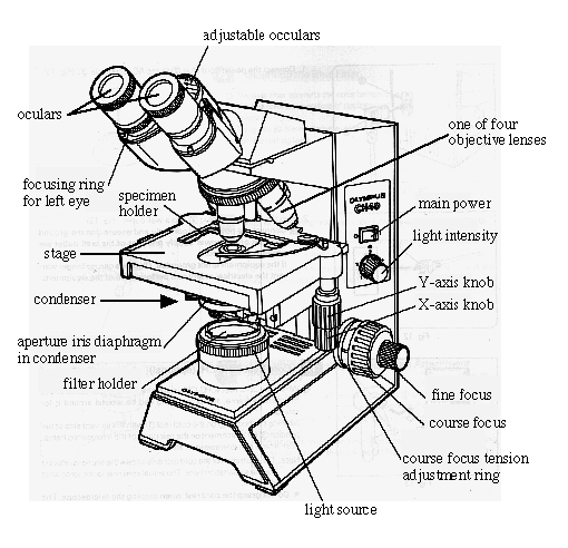 Microscope Parts Worksheet For Kids