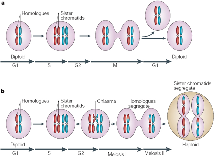 Phases Mitosis