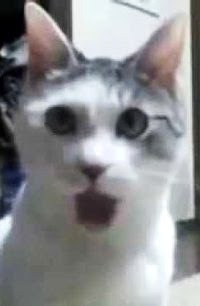 Shocked Cat