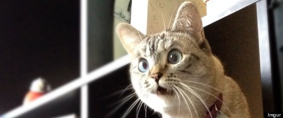 Shocked Cat Face