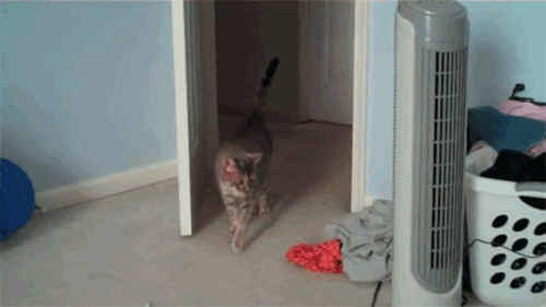 Shocked Cat Gif Tumblr