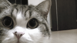 Shocked Cat Gif Tumblr